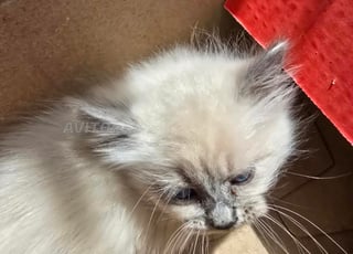 Chat Simois origine a vendre