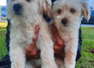 2 caniche bichon  male et femelle 4 mois