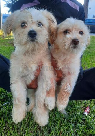 2 caniche bichon  male et femelle 4 mois - 2