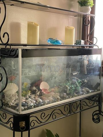 COIRIOME TRES BONNE ETAT - 2