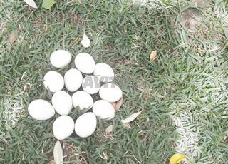 Oeufs de paon bleu fécondés 