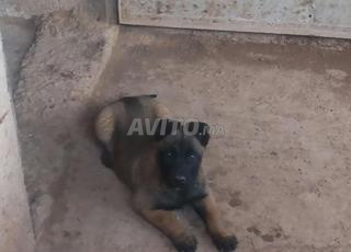 انتى مالينوى