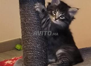 norvégien poilong bébé 