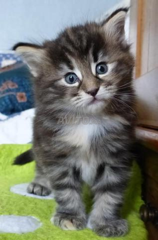 norvégien poilong bébé  - 2