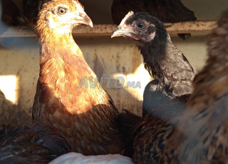 كتكوت خليط سلالات  30 درهم