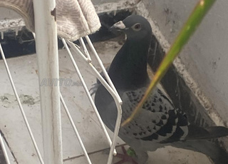 حمامة ديال السباق