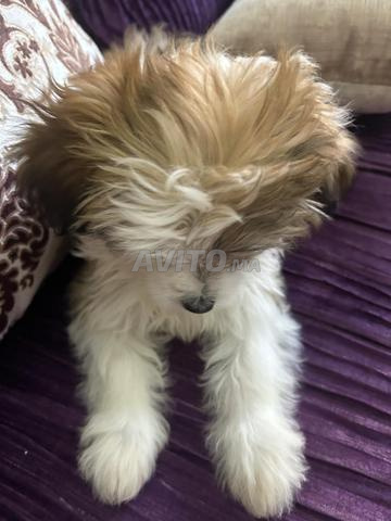 bichon havanais nain - 2