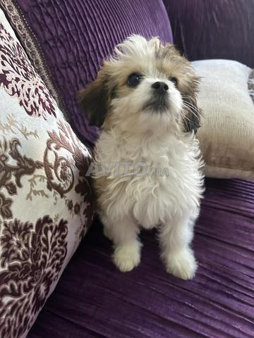 bichon havanais nain