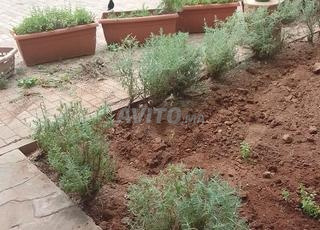 بستاني ابحت عن عمل