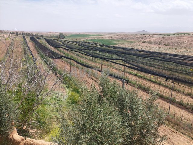 استثمار مربح ضيعة فلاحية 18 هكتار بميدلت