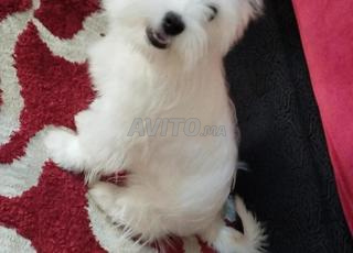 caniche bichon 