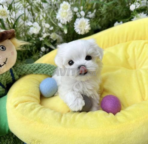 puppy bichon maltais toy 