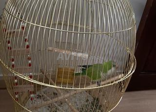 Perroquet Quaker avec cage