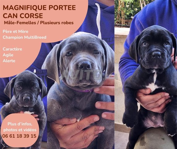 Cane corso 