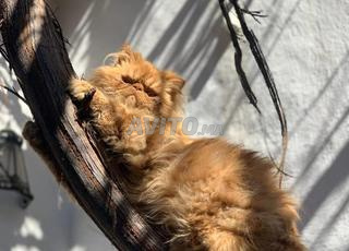 قط من نوع Pake-faced او flat-faced persain