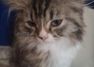 Deux chatons à vendre 