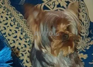 Yorkshire toy pure race