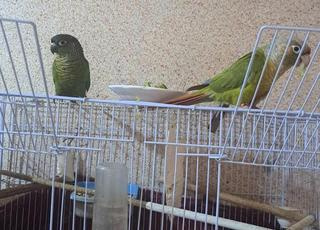 كوبلة مولينا 