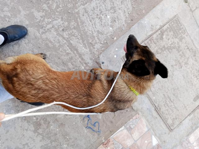 chien malinwa charbonni 