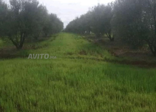Terrain agricole titré à 10 minutes de Meknès.