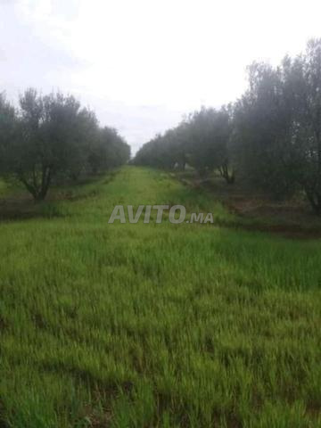 أرض فلاحية محفظة على بعد 10 دقائق من مكناس.