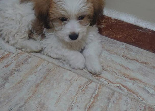 Bichon Maltais de 3 mois à vendre sur Casablanca