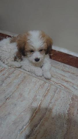 Bichon Maltais de 3 mois à vendre sur Casablanca