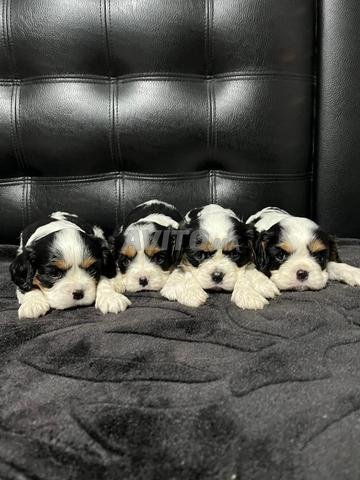 Chiot cavalier king charles 