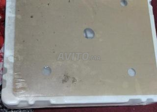 اولاد عيسى الجديدة 