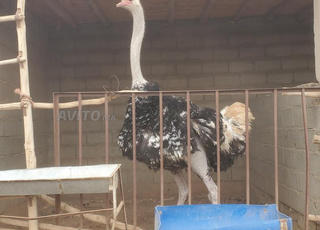 نعام جيد للبيع