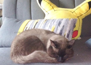 Chatons siamois a vendre