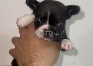 male et femelle bulldog