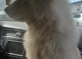 chienne mix chowchow femelle 6mois