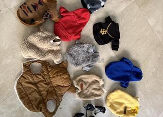 lot vetement chihuahua