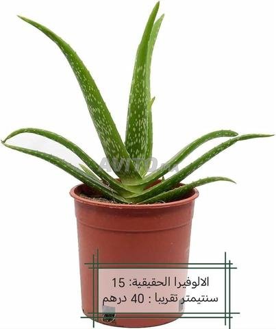 اختر الغرس اللي بغيتي نجيبو حتى لعندك و ونقادو ليك