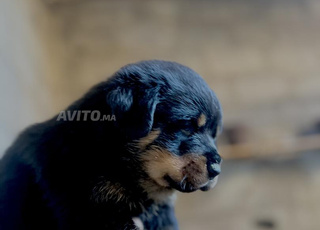 Chiots Rottweiler pure race 