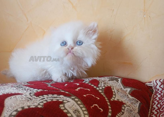 chaton male Persan 