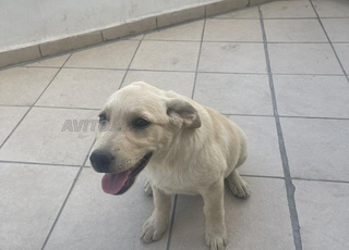 Chiot labrador femelle de 3 mois