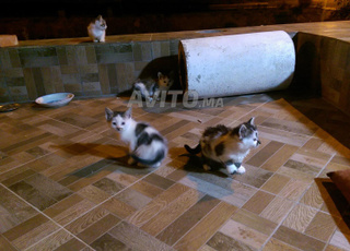 chatons de race قطط للتبني بدوون مقابل