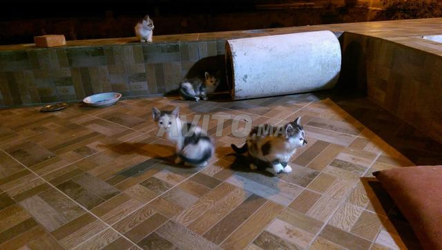 chatons de race قطط للتبني بدوون مقابل