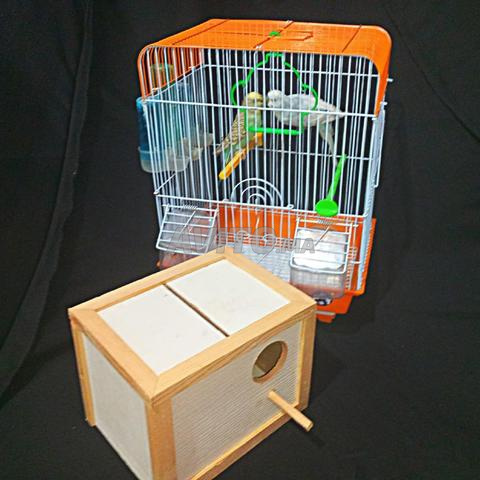 زوج من طيور البادجي و قفص متوسط الحجم مزود بعش  