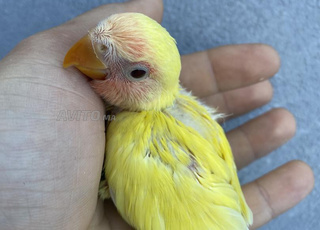 فريخ روز لدريساج  شبر سورانغ باغ 2025 