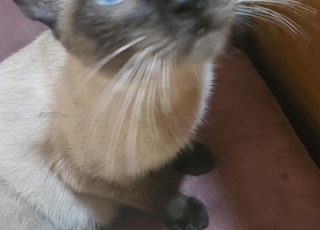 Chat Siamois à adopter