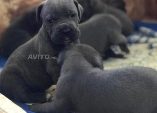 canecorso chien