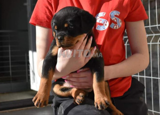rottweiller chien