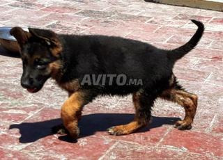 berger allemand chien