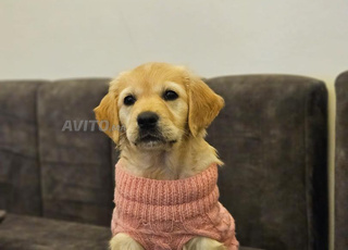 golden retriever chien