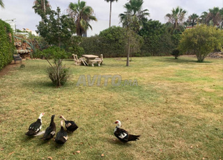 Villa 1330m2 ibn badis