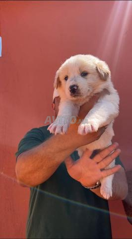 Chien d’atlas ( aidi atlas ) purebred - 2