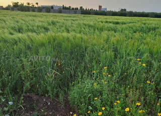 Terrain agricole fertile à vendre 30.000m2